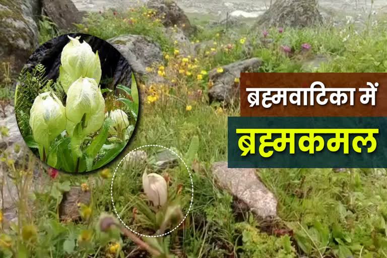 First Brahmakamal in Brahmavatika