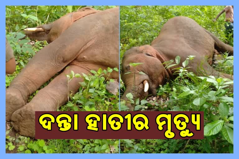 ଦନ୍ତା ହାତୀର ମୃତ୍ୟୁ: ବିଦ୍ୟୁତ ତାର ଲାଗି ମରିଥିବା ସୂଚନା