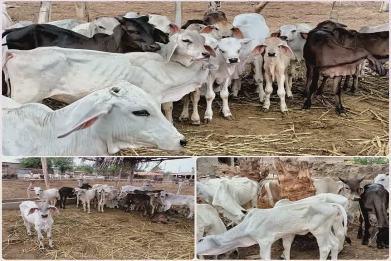 Calf Assistance Scheme: વાછરડી જન્મે તો પશુપાલકોને 3000 રૂપિયાની સહાય