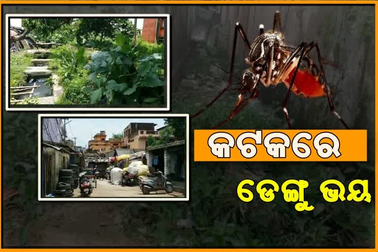 କଟକରେ କାୟା ମେଲାଉଛି ଡେଙ୍ଗୁ, ସଚେତନ ନ ହେଲେ ଗଡିପାରେ ମୁଣ୍ଡ