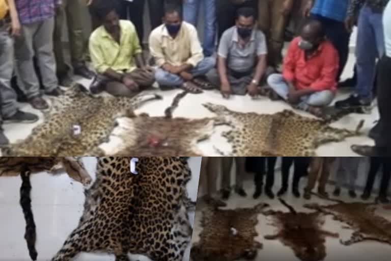 One Tiger Skin  3 Leopard Skins Seized By WCCB In Kalahandi  Kalahandi  Three leopard skins and one tiger skin  Wildlife Crime Control Bureau  WCCB  state Chhattisgarh and of Nuapada and Kalahandi districts in Odisha  wildlife criminals.  Kalahandi odisha  കടുവയുടെയും പുലിയുടെയും തോലും നഖവും കൈവശംവെച്ചു  ഒഡിഷയില്‍ നാലുപേര്‍ പിടിയില്‍  ഒഡിഷയിലെ കലഹണ്ടി ജില്ല  വന്യമൃഗങ്ങളുടെ തോലുകളും നഖങ്ങളും കൈവശം വെച്ചതിന് നാലുപേര്‍ അറസ്റ്റില്‍  വന്യമൃഗങ്ങളുടെ തോലുകളും നഖങ്ങളും  കലഹണ്ടി സൗത്ത് ഫോറസ്റ്റ് ഡിവിഷന്‍  വന്യജീവി ക്രൈം കൺട്രോൾ ബ്യൂറോ  ഡബ്ല്യു.സി.സി.ബി