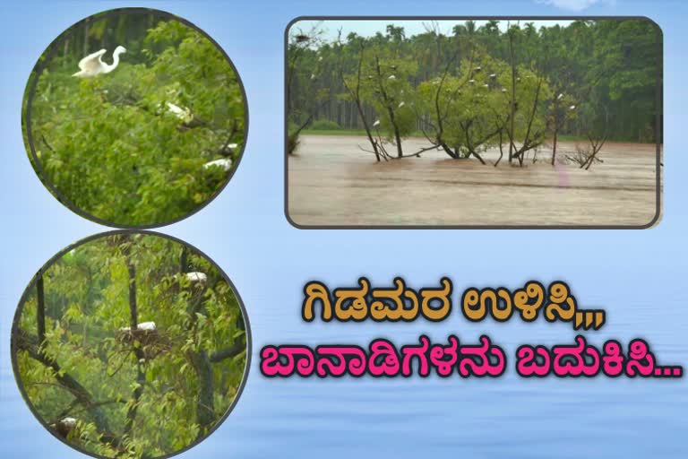 Mandagadde Bird Sanctuary is in danger condition