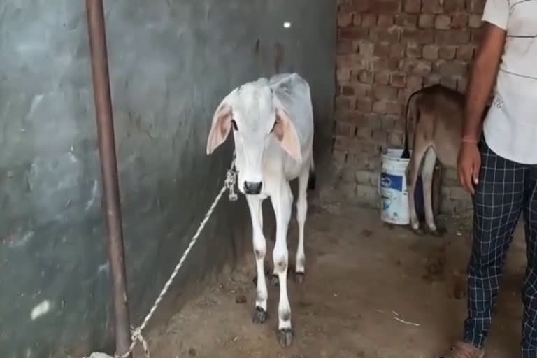 cow rape in haryana