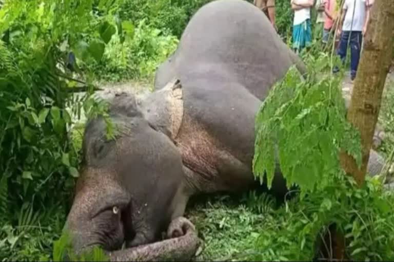 elephants dead body found in konni forest region  കോന്നി വനമേഖലയില്‍ കാട്ടാനയുടെ ജഡം കണ്ടെത്തി  കാട്ടാന  കോന്നി വനമേഖല  അച്ചൻകോവിലാറ്