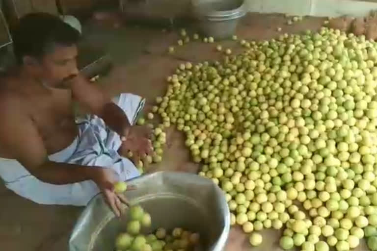 விளைச்சல் இருந்தும் உரிய விலை கிடைக்காமல் எலுமிச்சை விவசாயிகள் கவலை