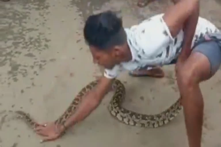 10-feet-python-caught-by-youth-in-kanyakumari