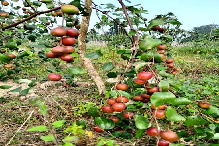 Caught in Covid crisis, Tripura tribals grow Apple Ber, first in NE region