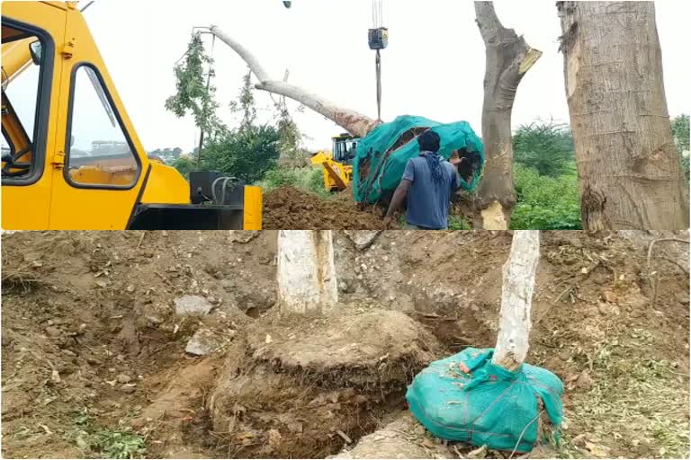 tree shifting to save the environment, जगदलपुर नगर निगम की बेहतरीन तरकीब