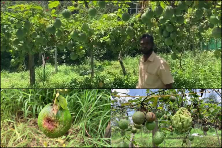 passion fruit farming in trouble  passion fruit farming  passion fruit farming in kerala  kerala farmers issue  പാഷൻ ഫ്രൂട്ട് കൃഷി  കാര്‍ഷിക വാർത്തകള്‍  കർഷകരുടെ പ്രശ്‌നങ്ങള്‍  ഇടുക്കി വാർത്തകള്‍