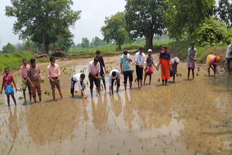 district Collector rice planting news