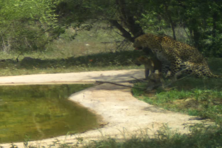 jhalana leopard reserve,  leopard gazelle