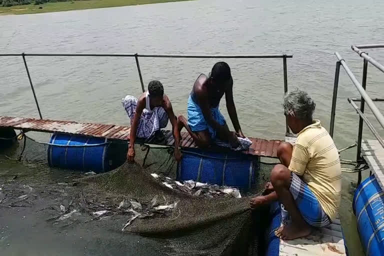 Fish farmers are not getting government facilities in Jamtara