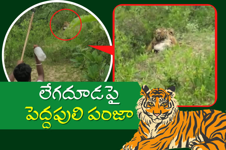 tiger attack on Herd of cattle at sulugupally