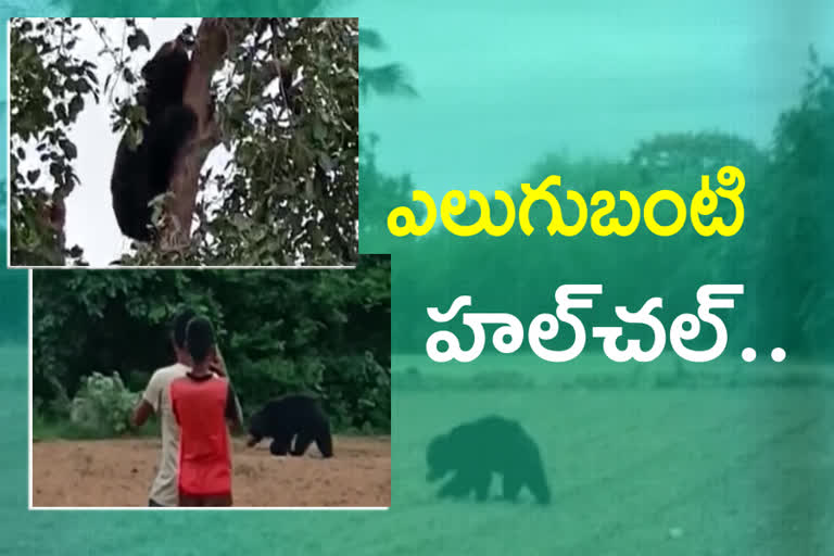bear sat on the tree in m rayapuram