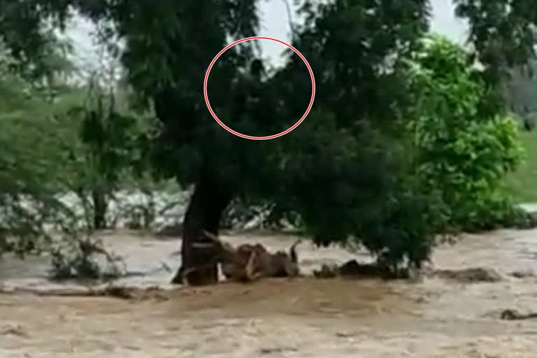 heavy-rains-in-nanded-district