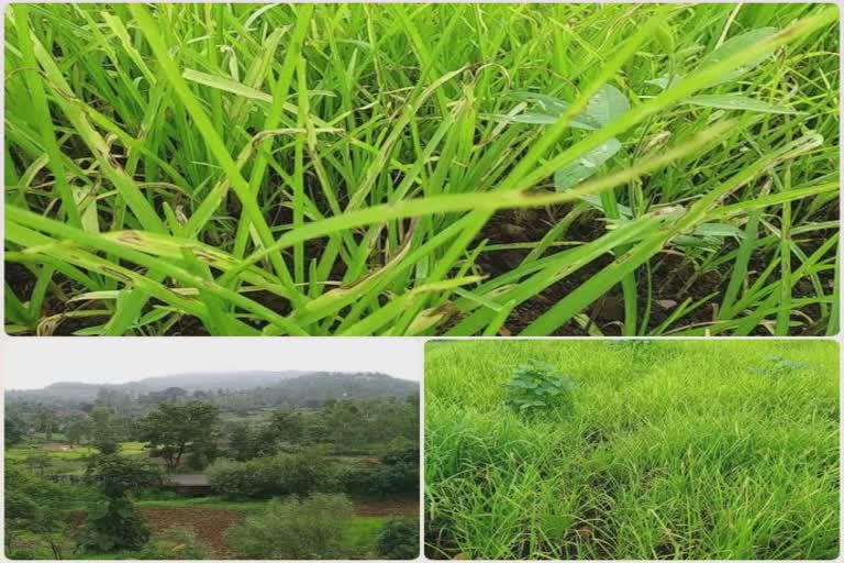 Cultivation of nagli: ધરમપુરના ગામોમાં વરસાદ ખેંચાઇ જતાં નાગલીના પાકના ધરુ સૂકાયાં