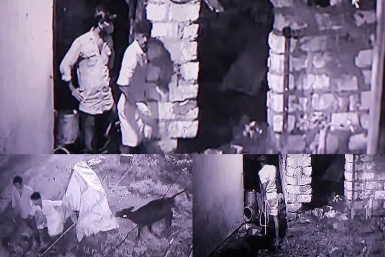 Domestic animal  footage on CCTV  culprits in police custody  കന്നുകാലിയെ മോഷ്ടിക്കുന്ന ദൃശ്യങ്ങള്‍ സി.സി.ടി.വിയില്‍  ഏഴു മാസം പ്രായമുള്ള കാളക്കുട്ടിയാണ് കഴിഞ്ഞ ദിവസം കളവുപോയത്  A seven-month-old calf was stolen the previous day  തിരുവനന്തപുരം വാര്‍ത്ത  Thiruvananathapuram news  Domestic animal theft and culprits footage on CCTV