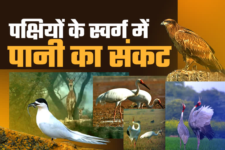 Water scarcity in Keoladeo National Park, केवलादेव राष्ट्रीय उद्यान में पानी की कमी