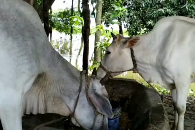 गाय