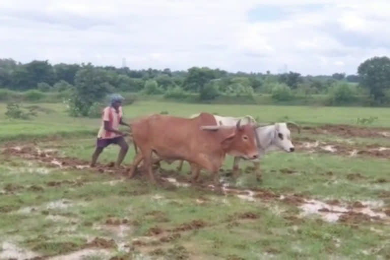 farmer plowing the field