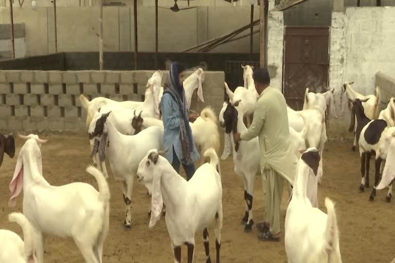 Female entrepreneur sells sacrificial animals online in pakistan