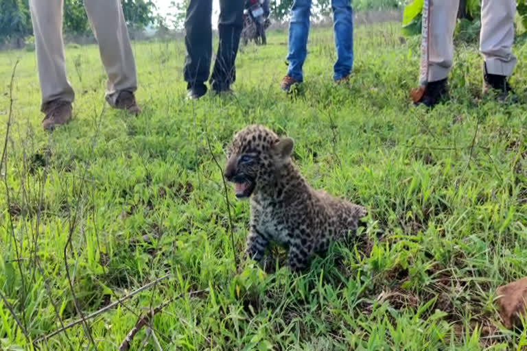 Leopard cub left with mother