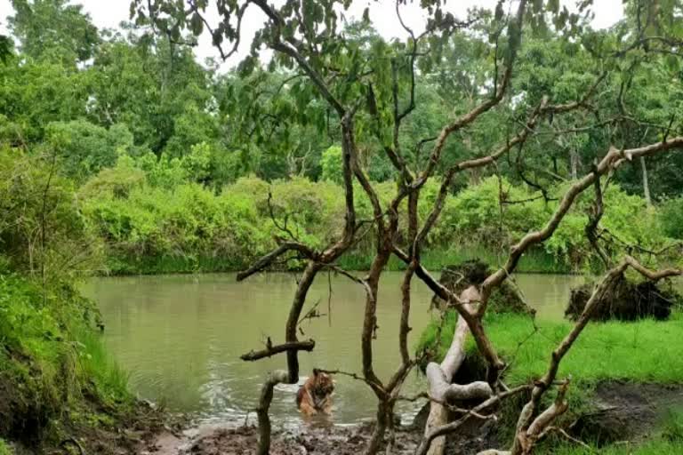 Tiger-get-relaxation-after-eating-bison-in-bandipura