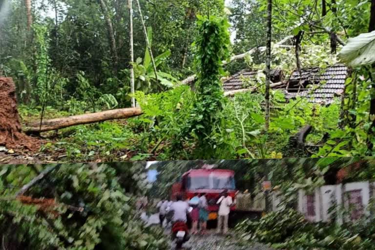 Widespread damage amid Cyclone in Pathanamthitta  Cyclone in Pathanamthitta  Widespread damage  ചു​ഴ​ലി​ക്കാ​റ്റ്  പത്തനംതിട്ടയില്‍ വ്യാപക നാശനഷ്ടം  ചു​ഴ​ലി​ക്കാ​റ്റിൽ വ്യാപക നാശനഷ്ട്ം  കൃഷി നശിച്ചു