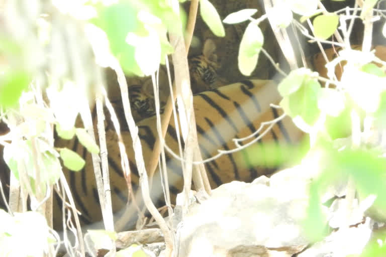 Tiger population increases in Ranthambore national park