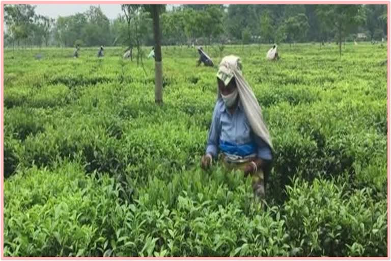 লক ডাউনৰ মাজতেই গোলাঘাটত শ্ৰমত নিয়োজিত চাহ বাগিচাৰ শ্ৰমিক