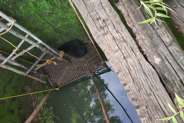 The forest department rescued the bear that fell in the well in surajpur