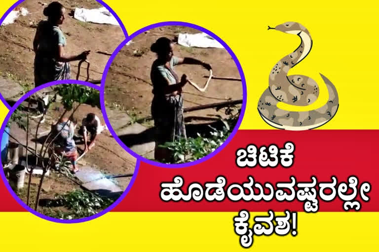 Karimnagar female snake catcher, Karimnagar female snake catcher shabana, Karimnagar female snake catcher shabana story, Karimnagar female snake catcher news, ಕರೀಂನಗರ ವುಮೆನ್​ ಸ್ನೇಕ್​ ಕ್ಯಾಚರ್​, ಕರೀಂನಗರ ವುಮೆನ್​ ಸ್ನೇಕ್​ ಕ್ಯಾಚರ್​ ಶಬಾನಾ, ಕರೀಂನಗರ ವುಮೆನ್​ ಸ್ನೇಕ್​ ಕ್ಯಾಚರ್​ ಶಬಾನಾ ಕತೆ, ಕರೀಂನಗರ ವುಮೆನ್​ ಸ್ನೇಕ್​ ಕ್ಯಾಚರ್​ ಸುದ್ದಿ,