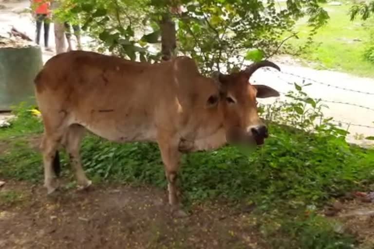 Cow ate a bomb wrapped in flour