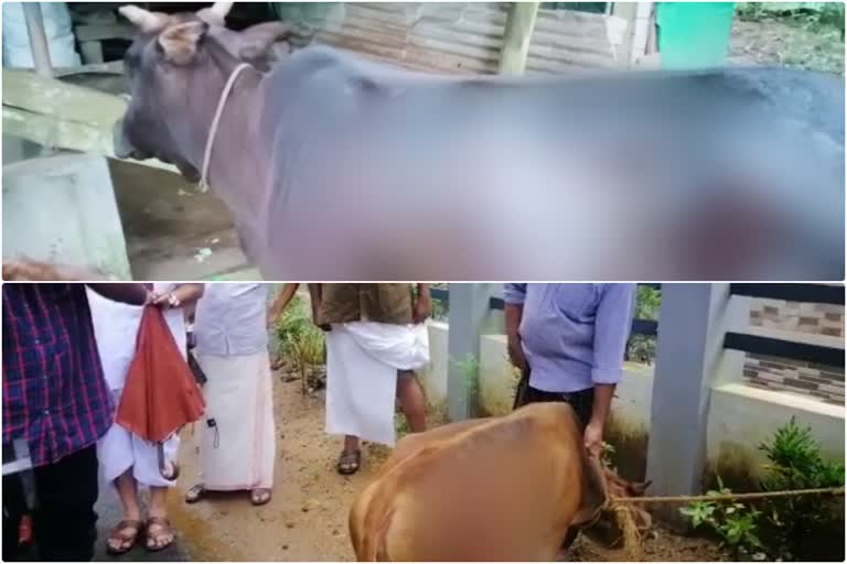 കന്നുകാലി  ACID ATTACK ON CATTLE  കന്നുകാലികൾക്ക് നേരെ ആസിഡ് ആക്രമണം  ക്ഷീരകർഷകർ  ആസിഡ് ആക്രമണം  ഉല്ലാസ് തോമസ്  Ullas Thomas