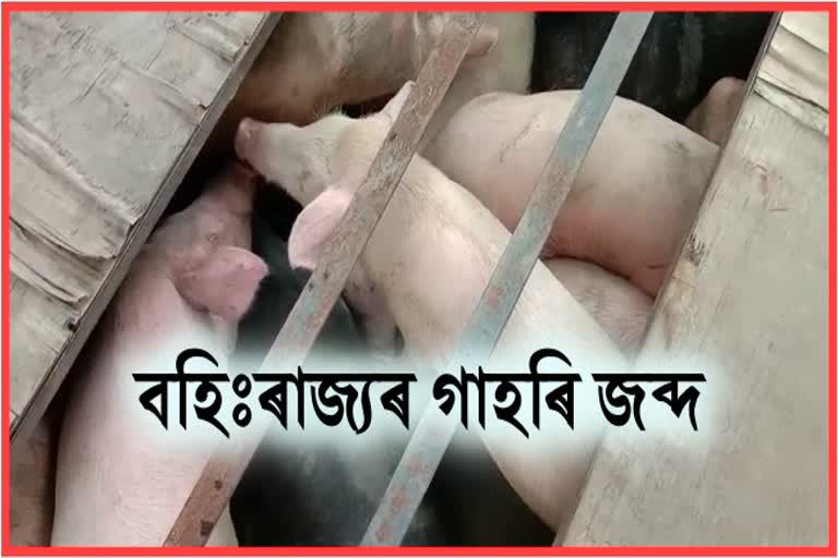 Illegal Pig seized at Kaliabor