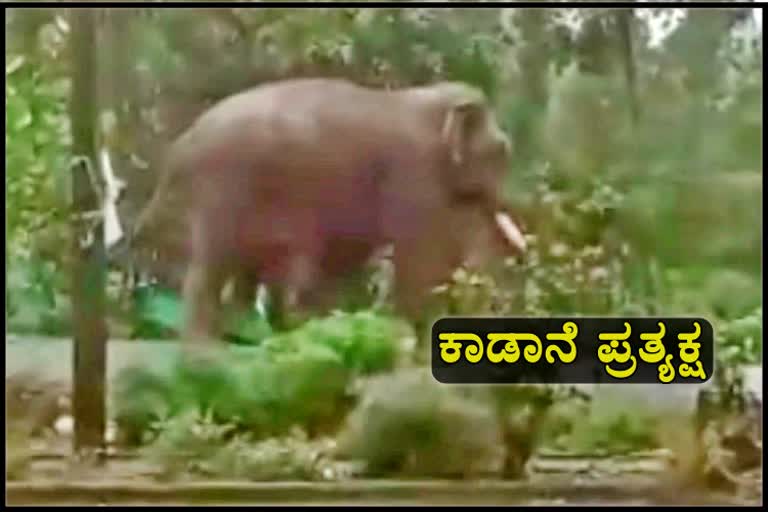 Elephant found in kotepura at Hassan