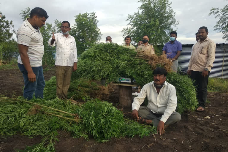 मोहोळ तालुक्यात शेतकऱ्याकडून गांजाची लागवड, पोलिसांकडून कारवाई