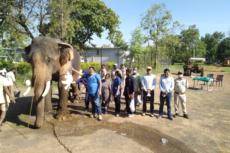 elephant ganesh treatment