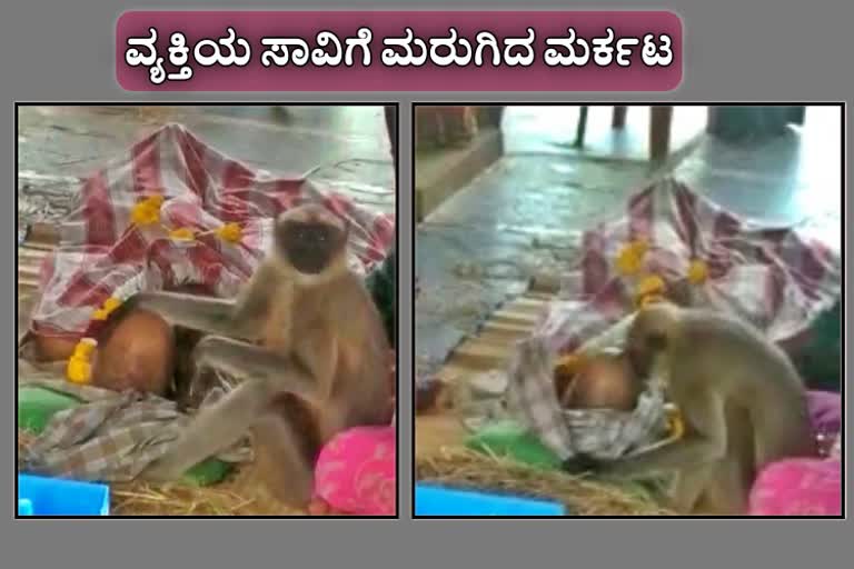 Monkey participated in man funeral ceremony