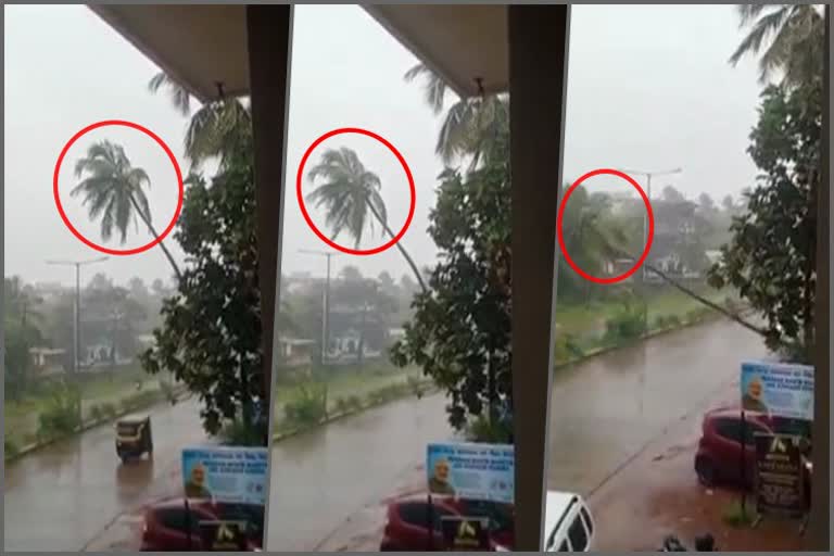 coconut-tree-fallen-to-busy-traffic-road-at-mangalore