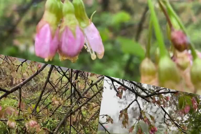 ചെറിബ്ലോസം പൂക്കള്‍  Cherry blossom trees that bloom over time adding to the greenery of Munnar  മൂന്നാറിന്‍റെ പച്ചപ്പിന് തിളക്കം കൂട്ടി കാലം തെറ്റി പൂവിട്ട ചെറിബ്ലോസം മരങ്ങള്‍  മൺസൂൺ സീസണ്‍  Monsoon season  greenery of Munnar  Cherry blossom trees  മൂന്നാർ നല്ലതണ്ണി സൃഷ്‌ടി വെൽഫയര്‍  Munnar Nallathanni Srishti Welfare