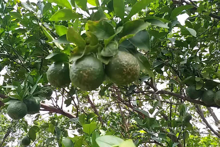 'Tadkya' disease on oranges in Amravati