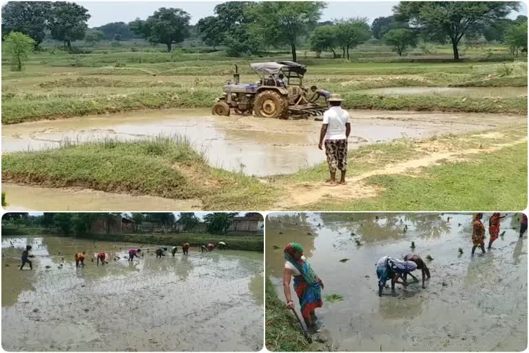 Sri method is very good for more paddy crop production