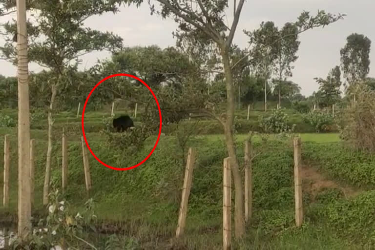 video-of-bear-entered-the-residential-area-of-baloda-bazar-kasdol