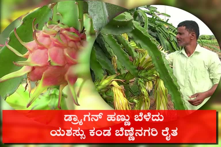 siddanur-village-farmer-grown-dragan-fruit