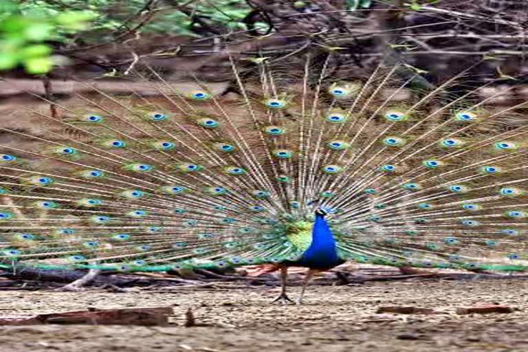 monsoon in chhattisgarh