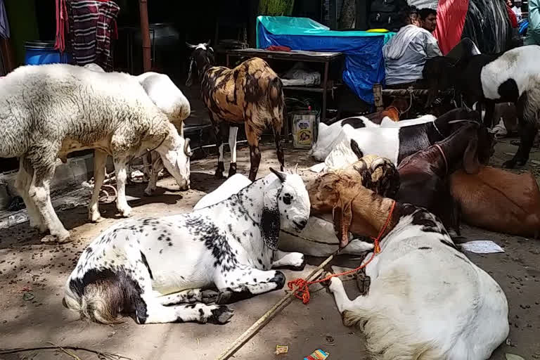 مویشی تاجر پریشان