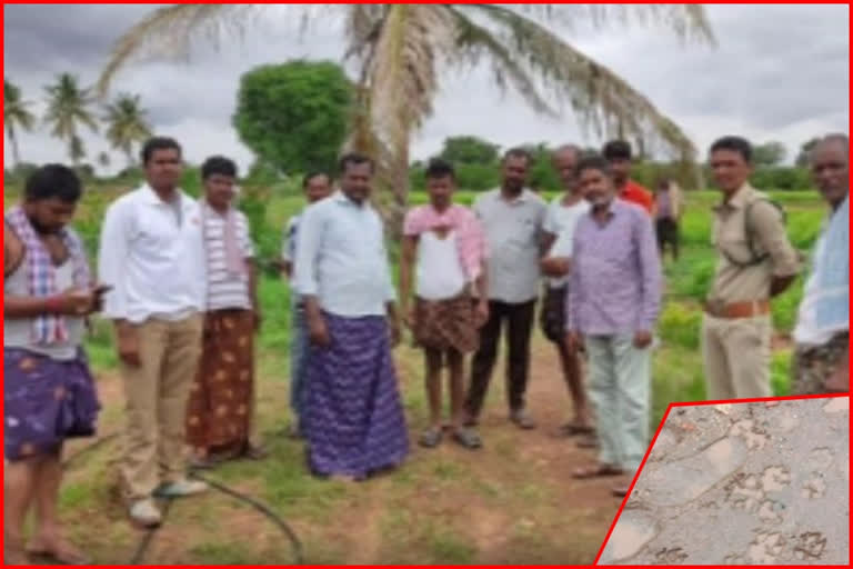 people of pamidi mandal get afraid of cheetah wandering in the farm fields