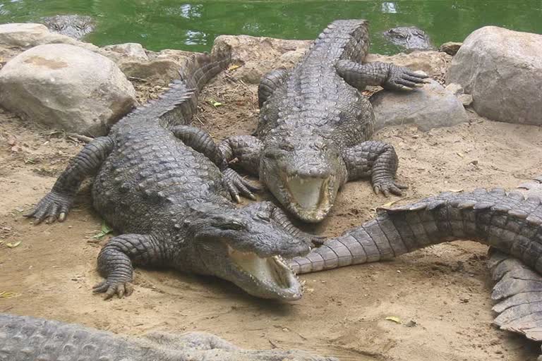 crocodile