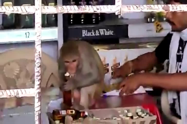 Drunk monkeys! See how a contract drinker is drinking alcohol, video viral